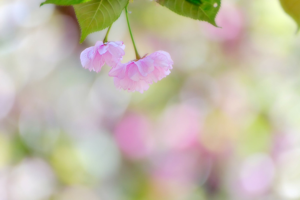 八重桜の頃