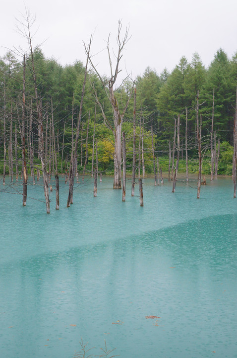雨の青い池