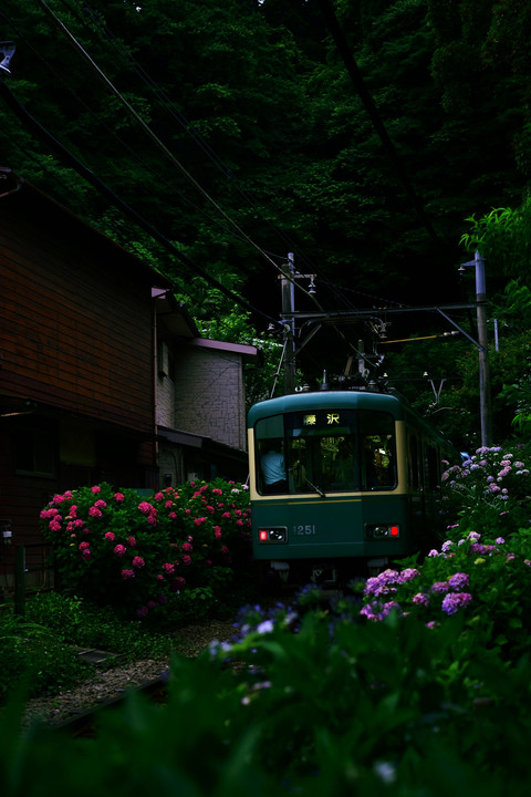 紫陽花 Train