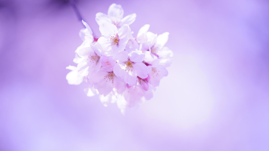 ソニーストアイベント レンズお試し 桜色を撮る@新宿の公園編