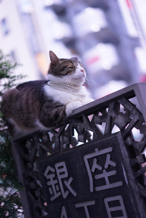 銀座のマドンナ