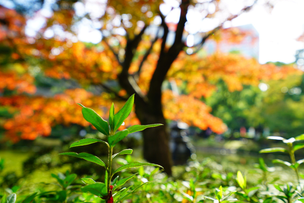 日比谷公園で紅葉を撮る