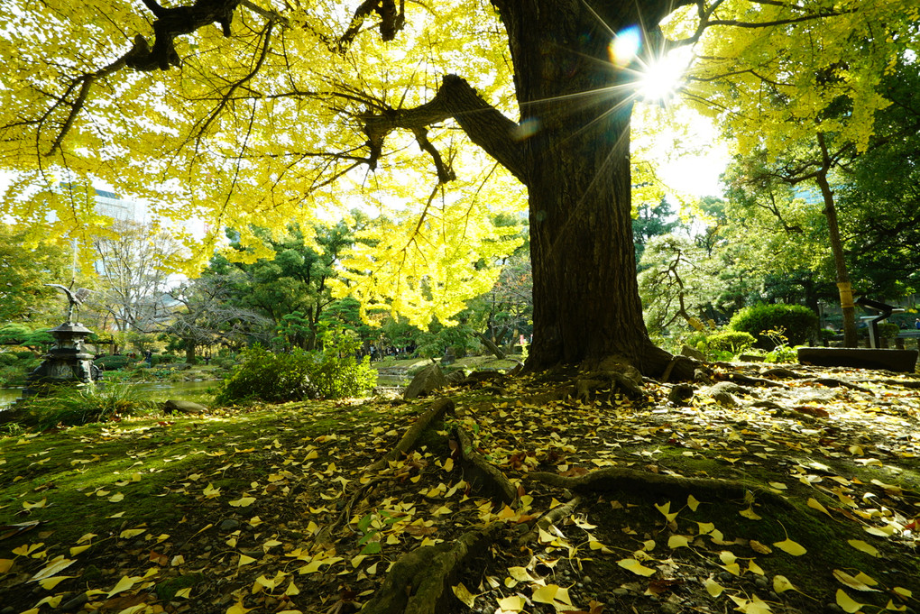 日比谷公園で紅葉を撮る