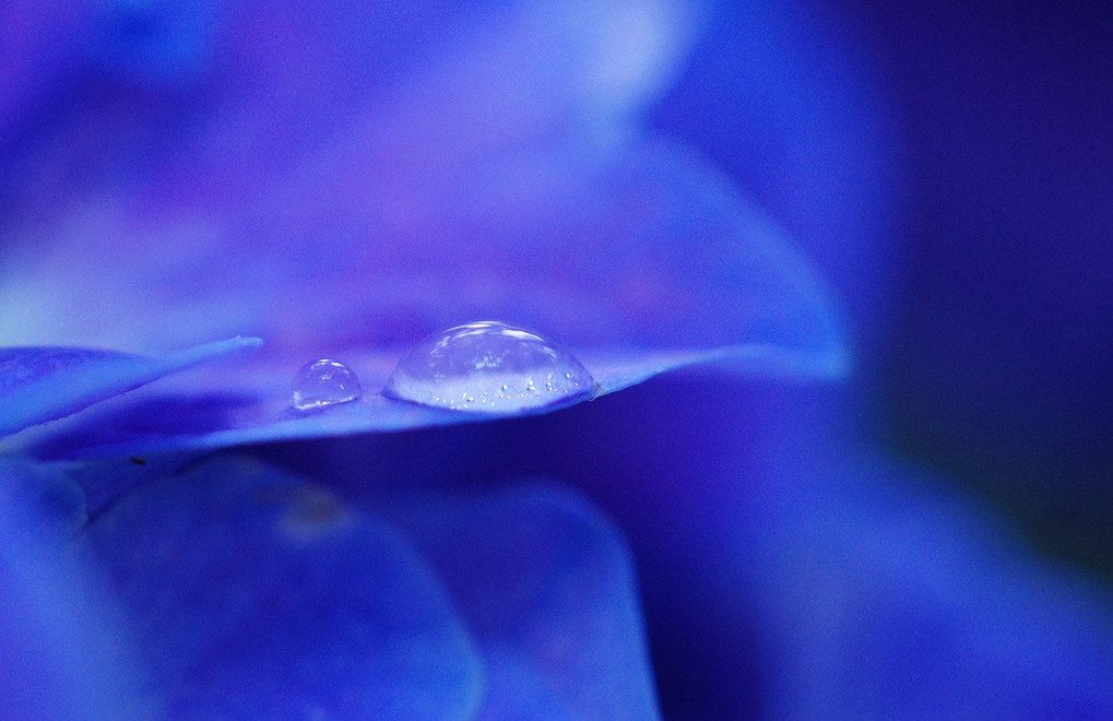hydrangea drops - Close-up photography -