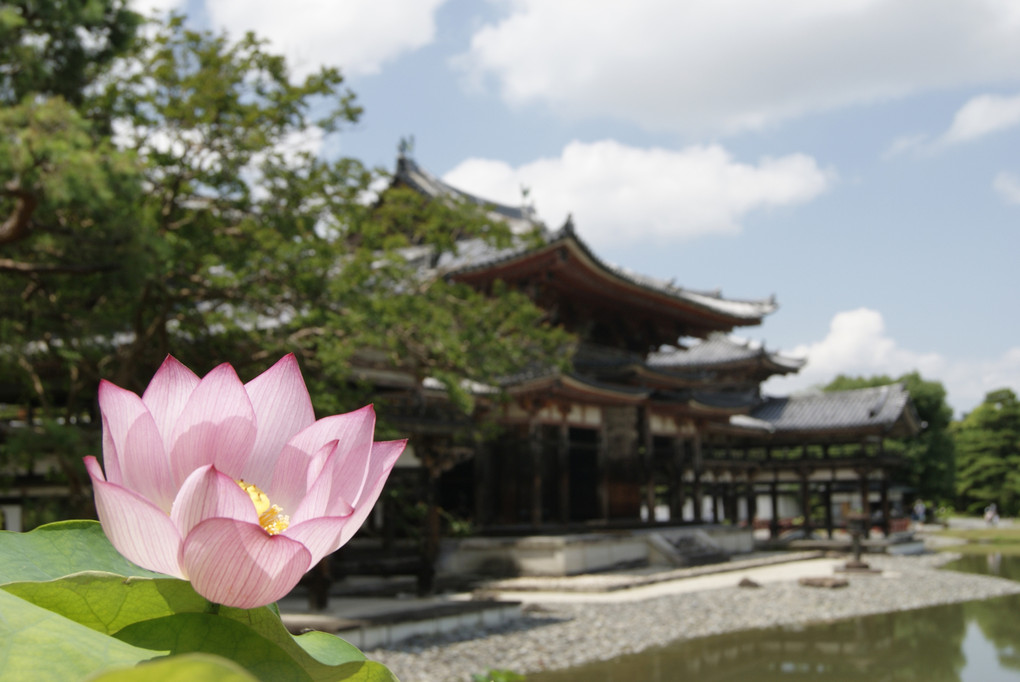 蓮の花／宇治平等院鳳凰堂