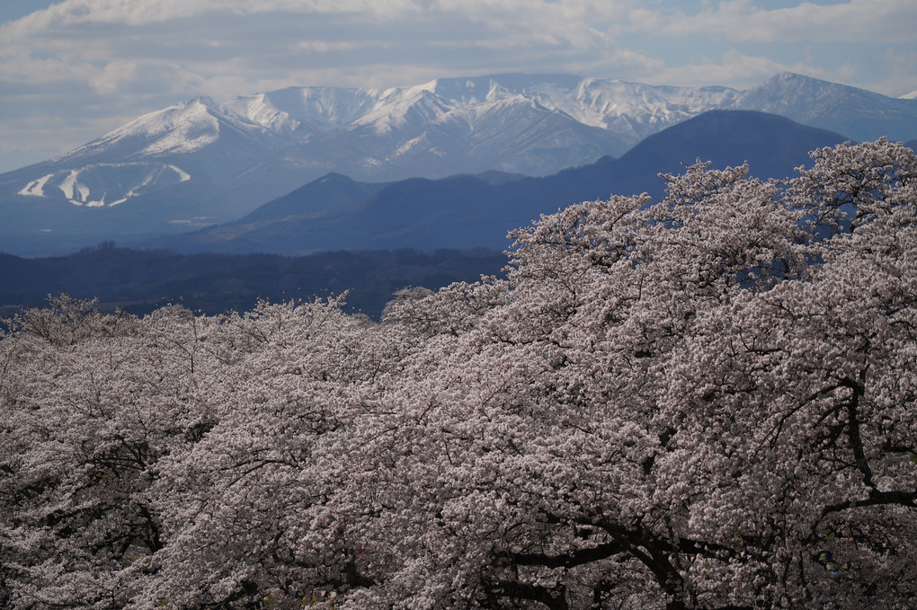 蔵王連峰と満開の桜