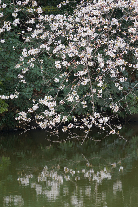 水面の桜花