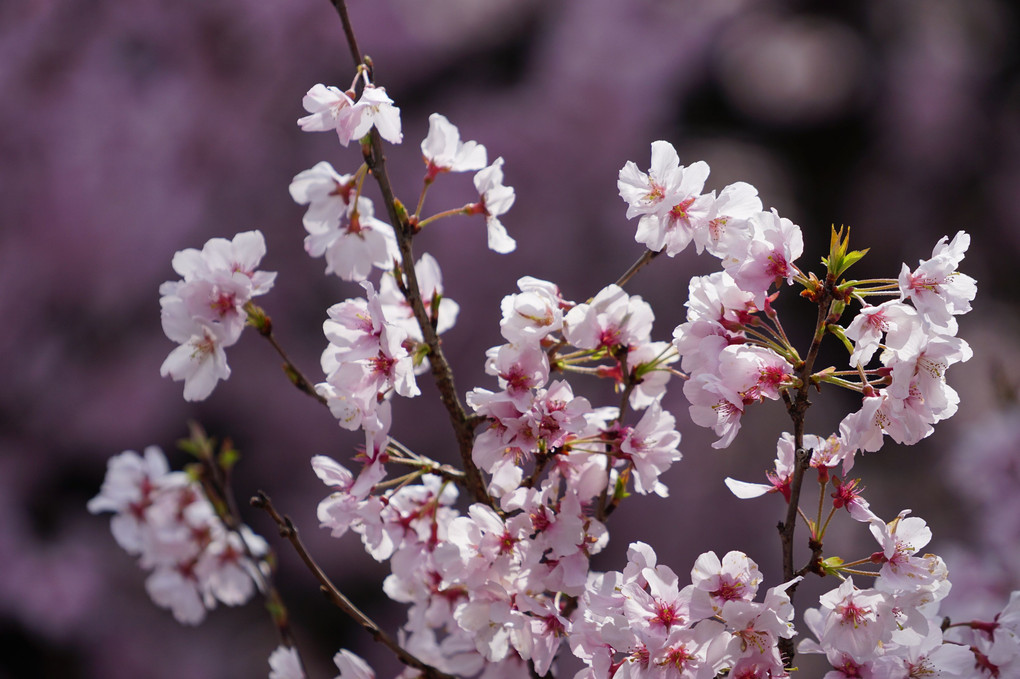 陽光の下の桜