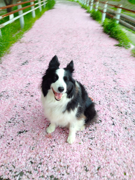 桜の絨毯。