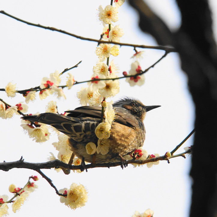 梅の花