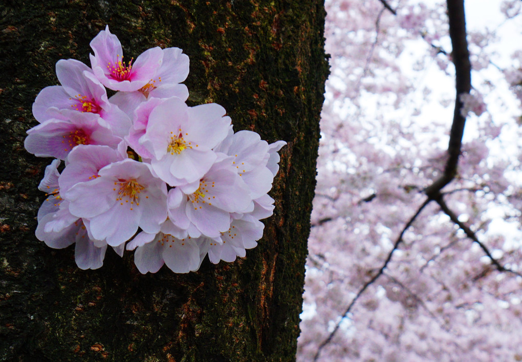 石神井公園の桜