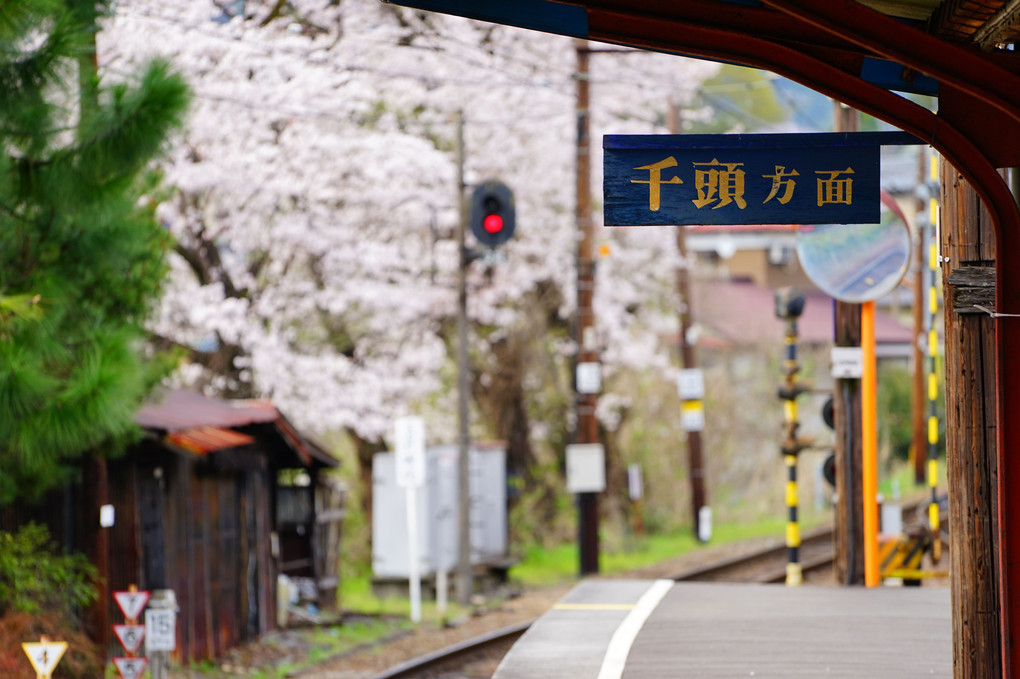 桜満開の駿河徳山駅