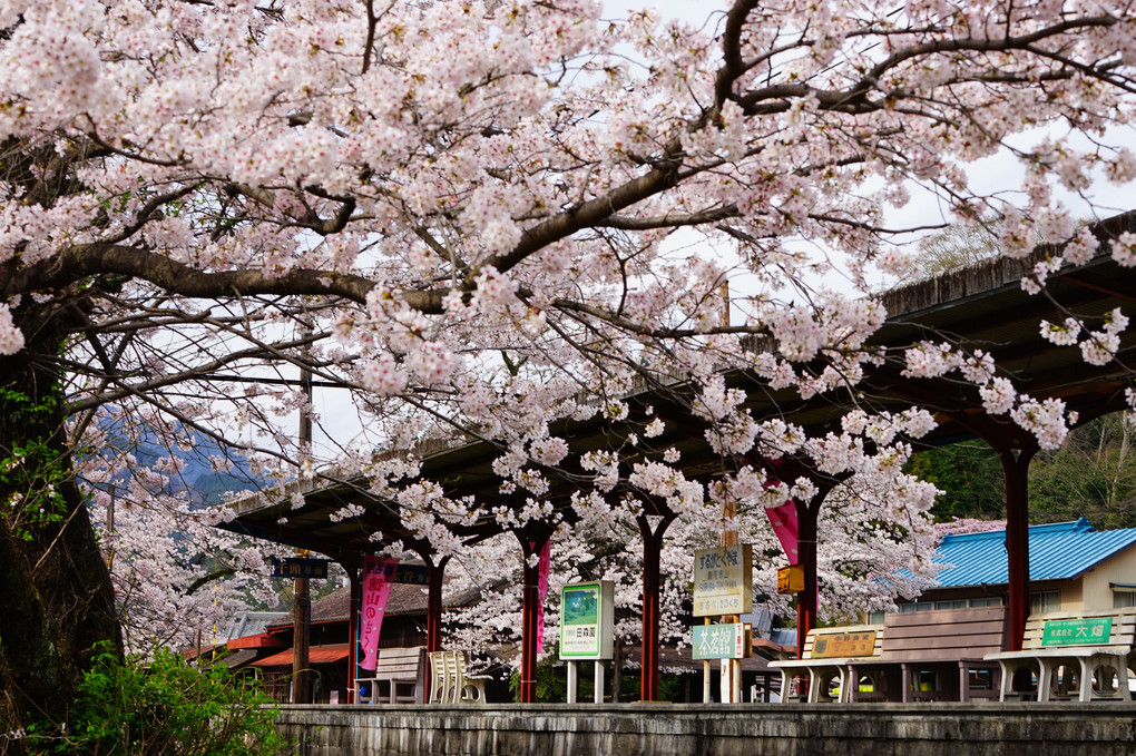 桜満開の駿河徳山駅
