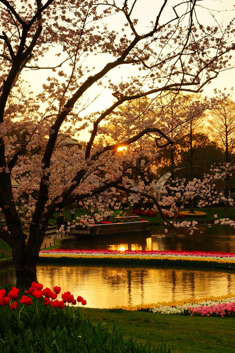 桜と夕景