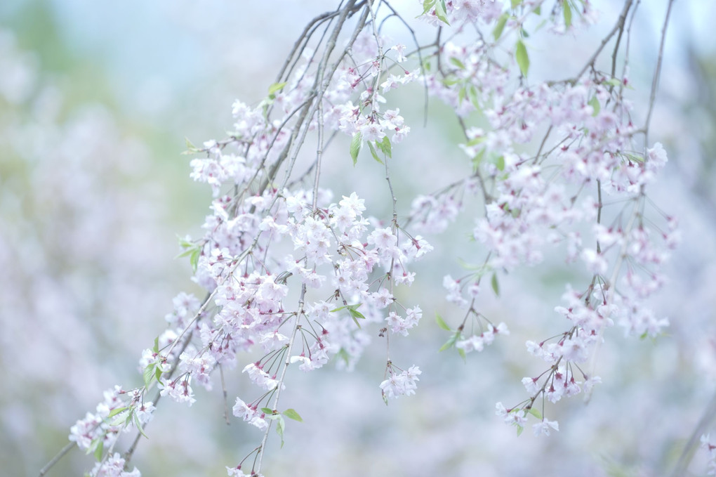 桜も終わりか〜