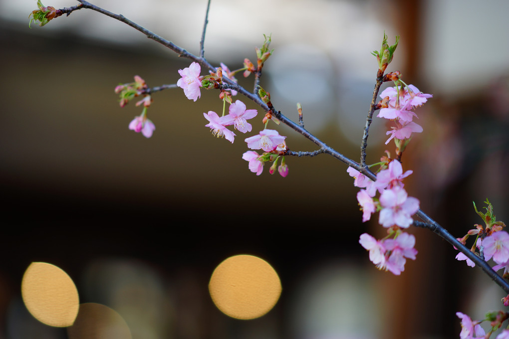 深大寺の桃の花