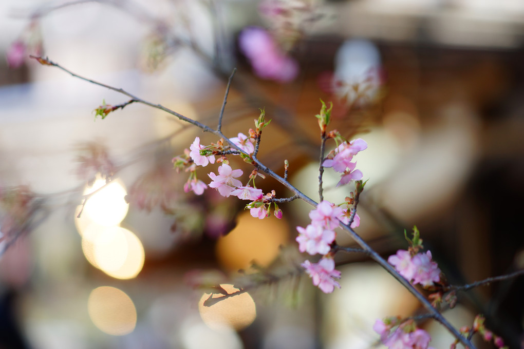 深大寺の桃の花