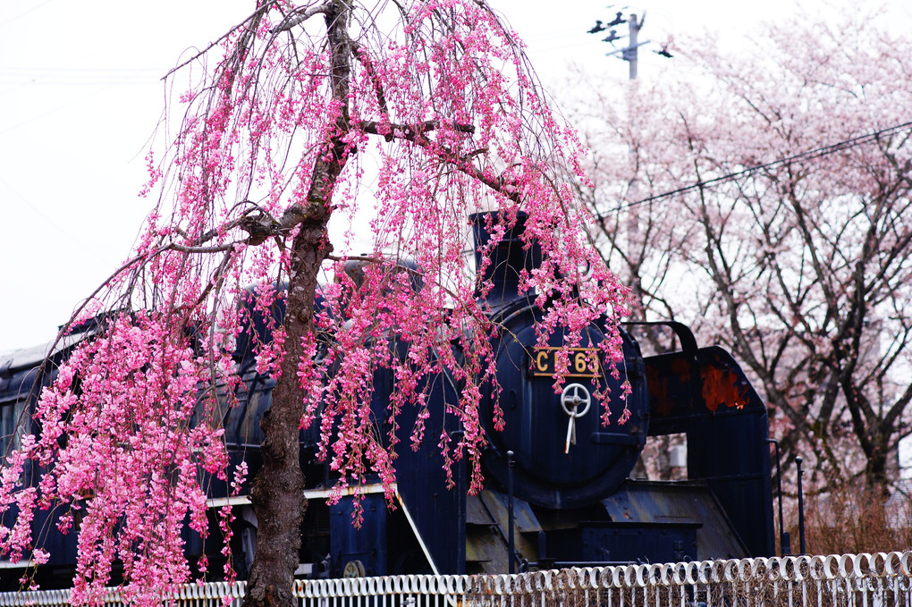 喜多方日中線記念自転車歩行者道のしだれ桜