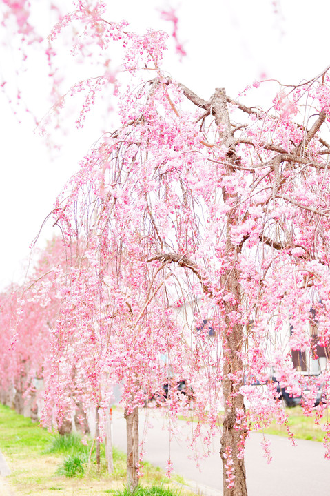 喜多方日中線記念自転車歩行者道のしだれ桜