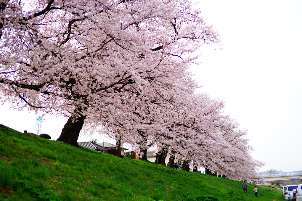 昼間の白石川千本桜