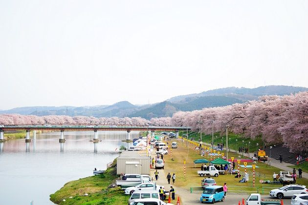 昼間の白石川千本桜