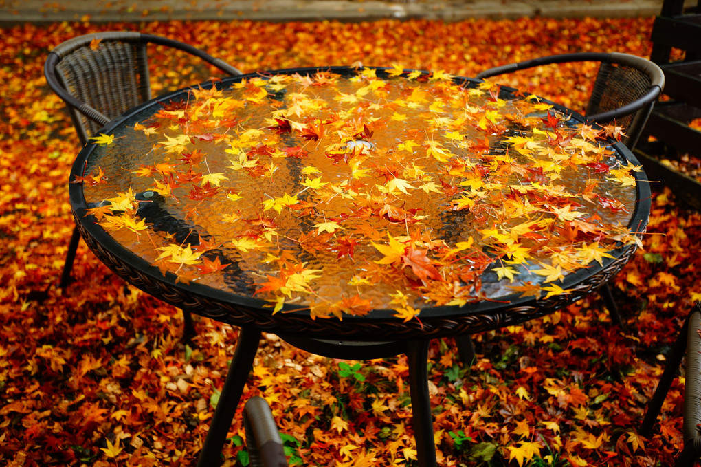 落ち葉のテーブル