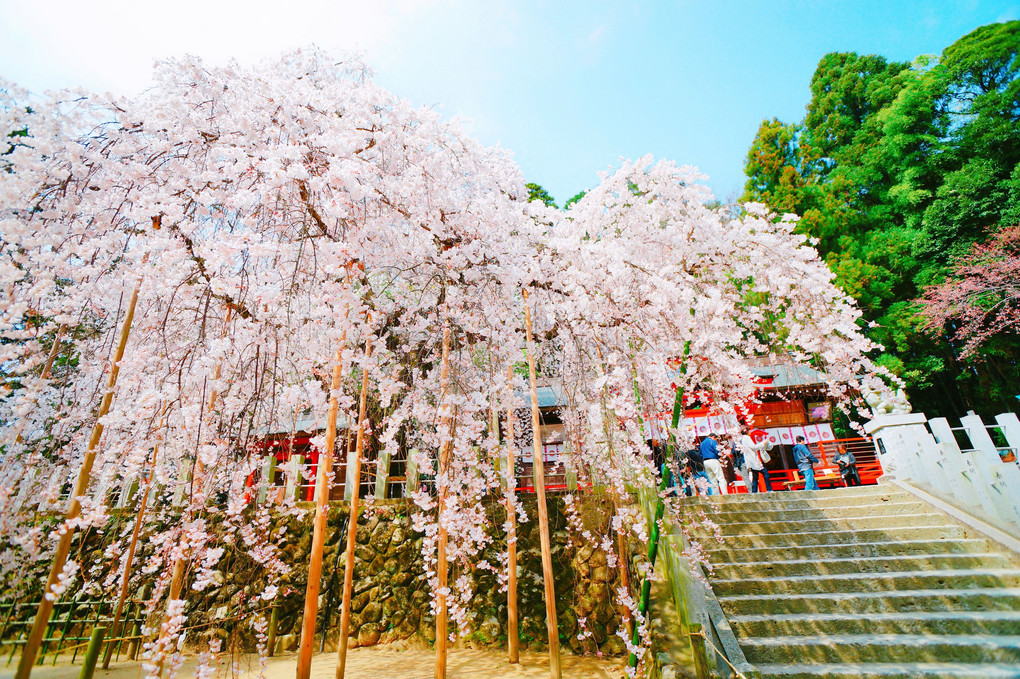 小野諏訪神社のしだれ桜