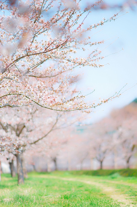 鹿島の千本桜