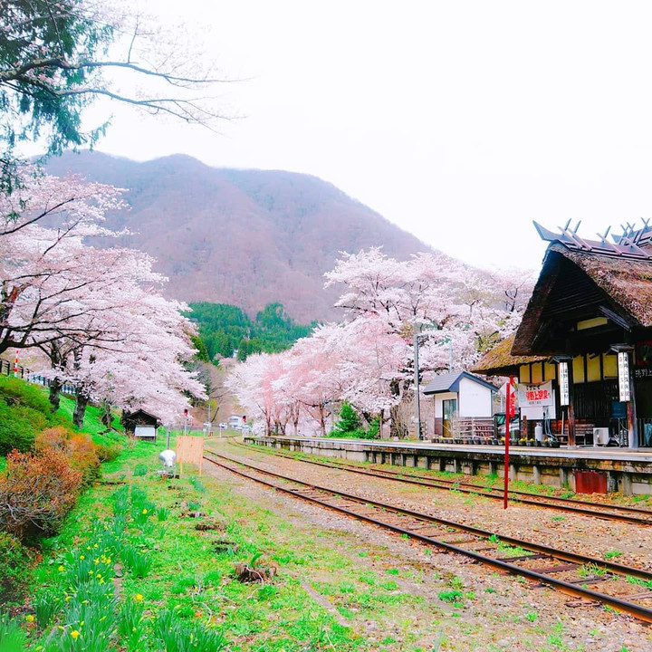 湯野上温泉駅の桜🌸