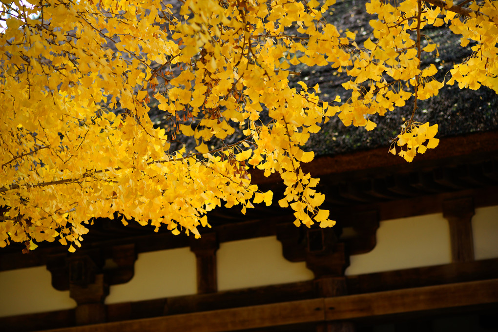 長床の大銀杏