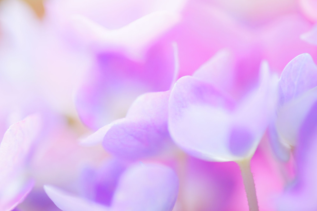 今年の紫陽花