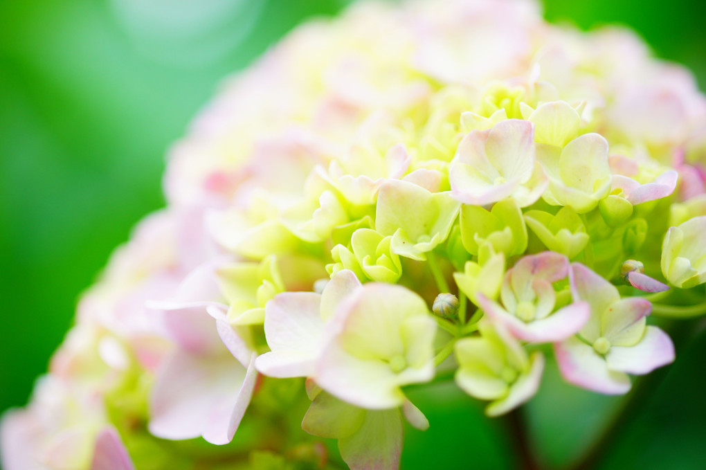 今年の紫陽花