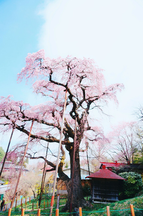 枝垂れ桜満開