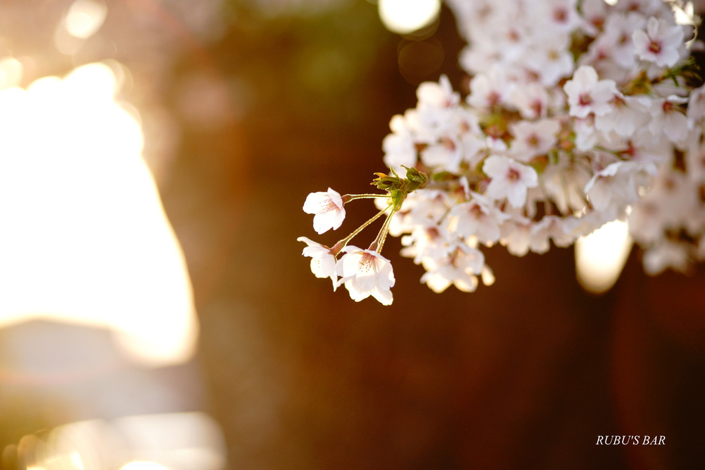 桜でお月見