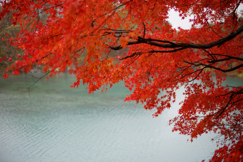 五色沼の紅葉