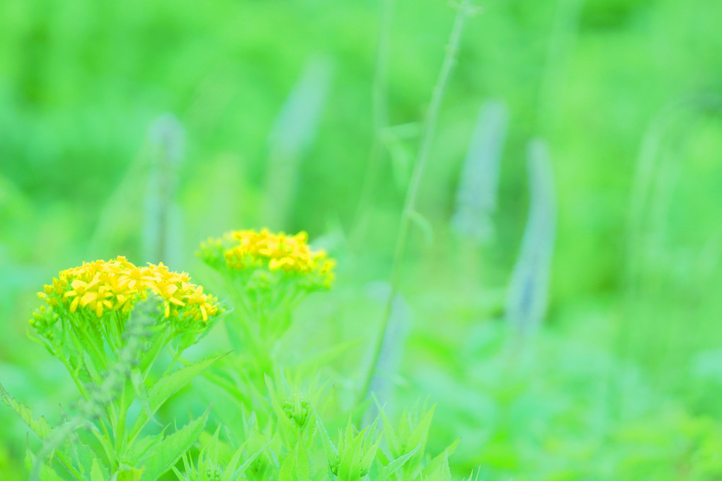 友と会う-26  伊吹山お花畑