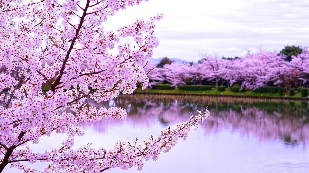 桜と水辺 〜嵯峨・嵐山〜