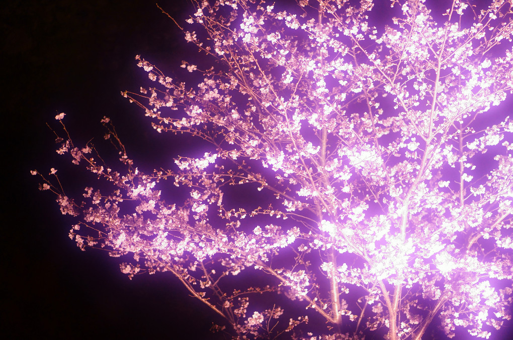 夜空に輝く桜