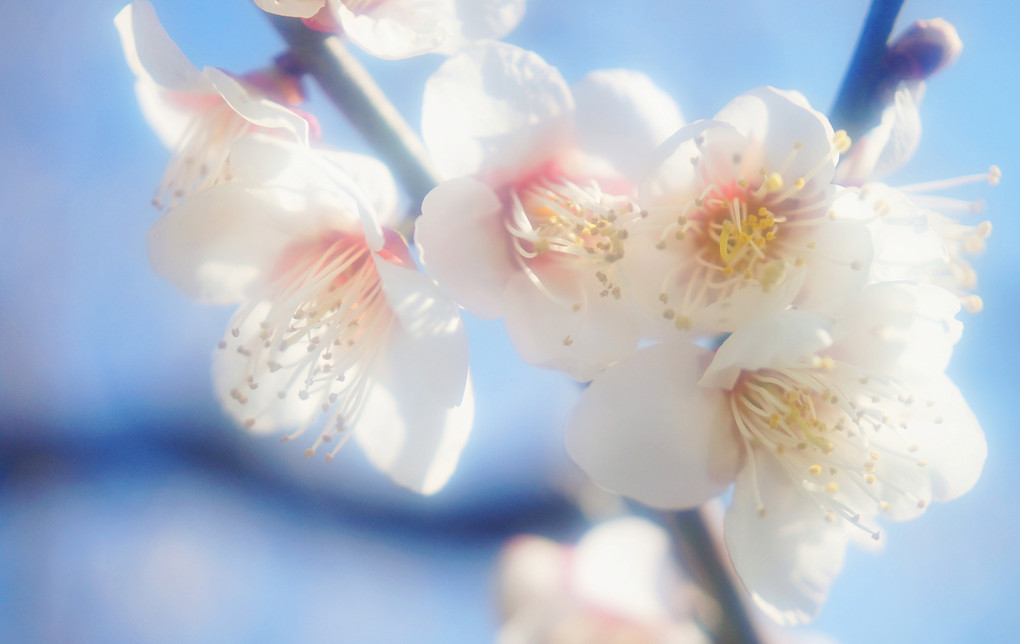梅　開花