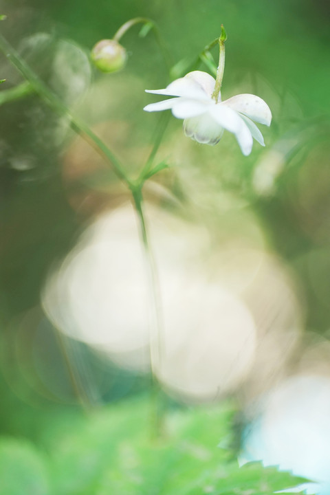 天使に導かれて