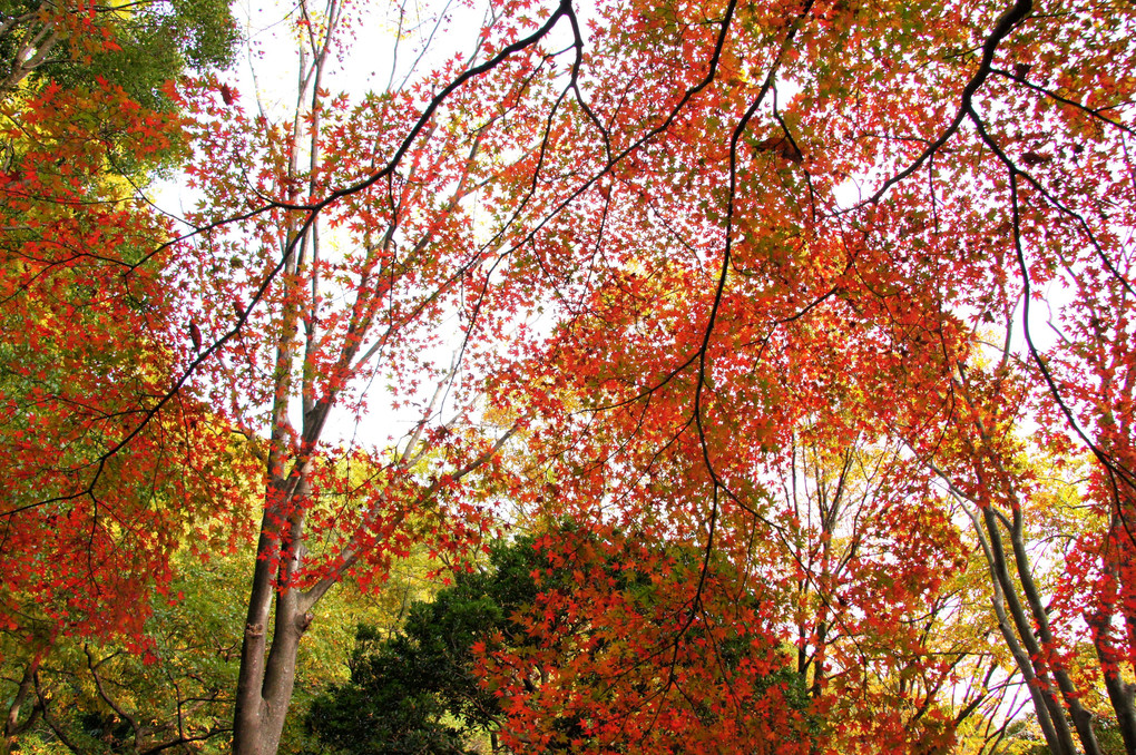 Autumn leaves of transparent beauty Part 2