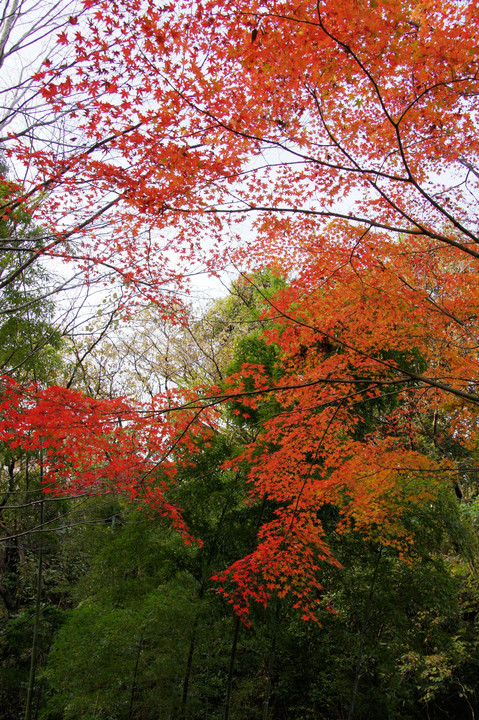 Autumn leaves of transparent beauty Part 2