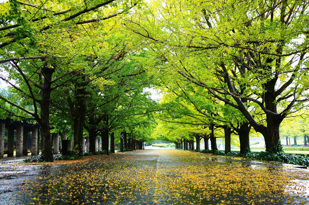 雨の昭和記念公園