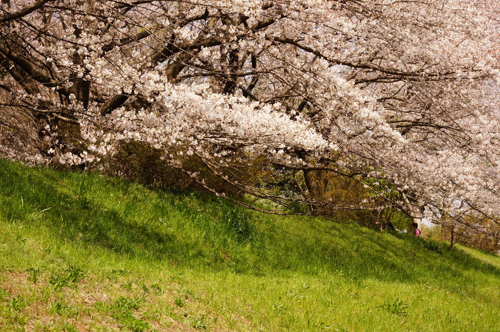Cherry blossom　お花見