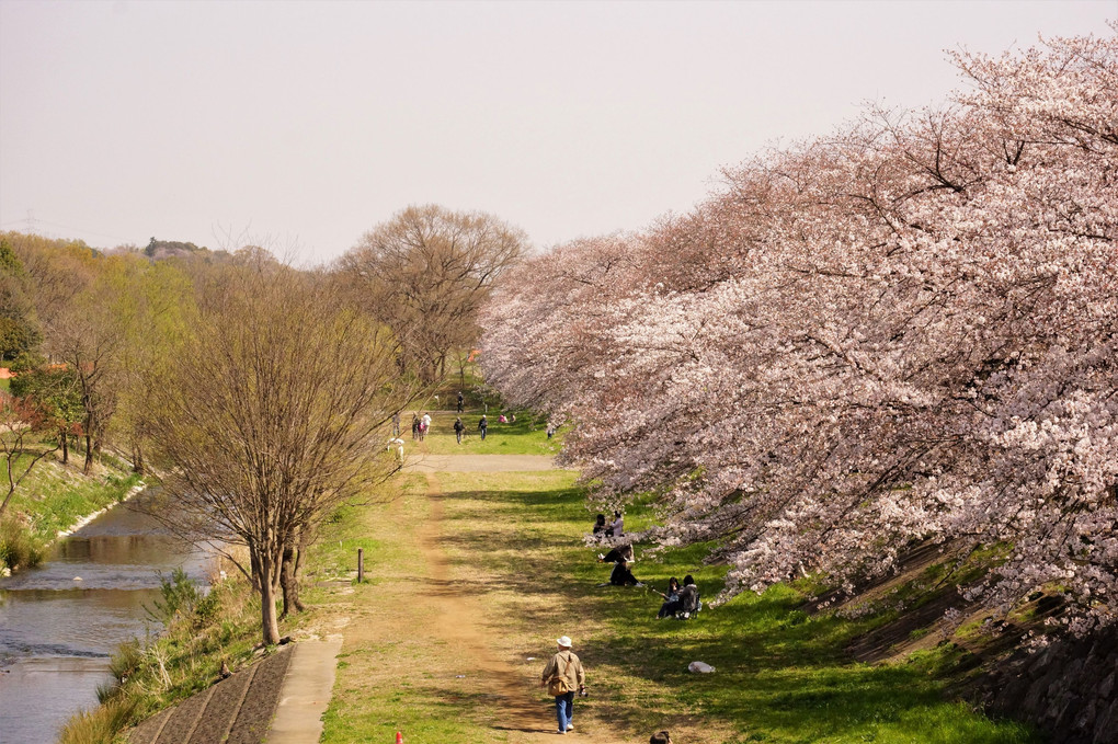Cherry blossom　お花見