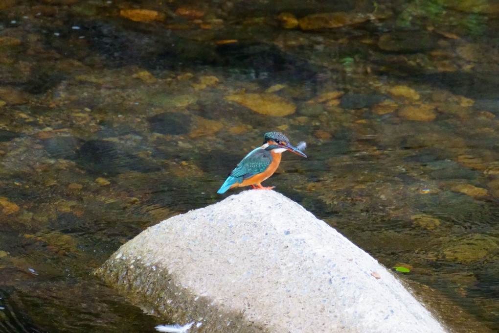 10月10日の君#カワセミ#