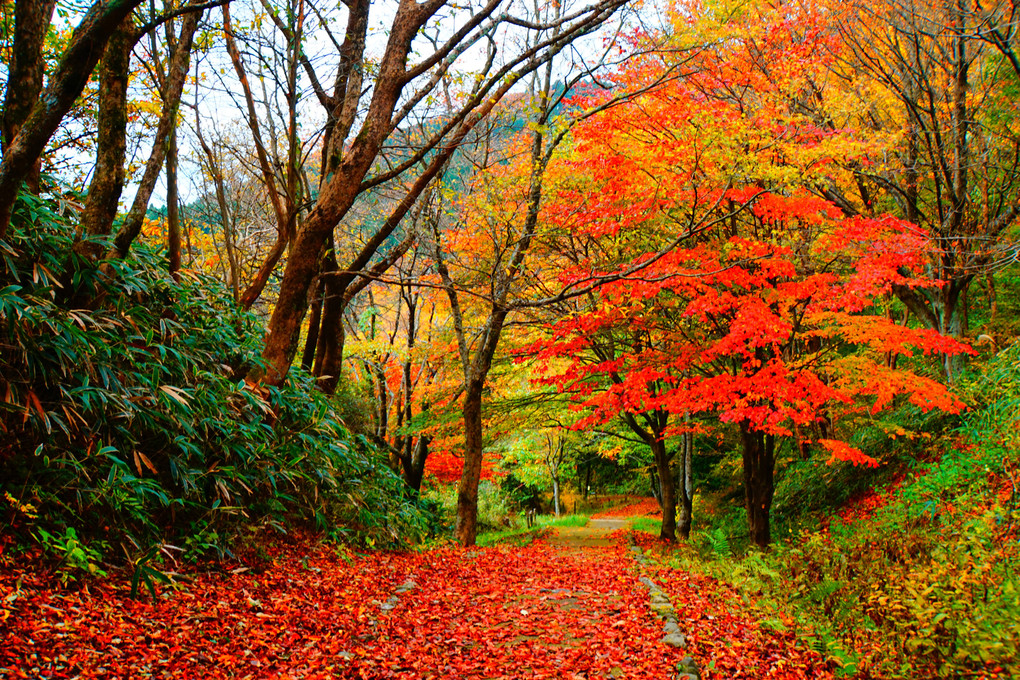 千早赤阪村、金剛山の紅葉、どうでしょう。