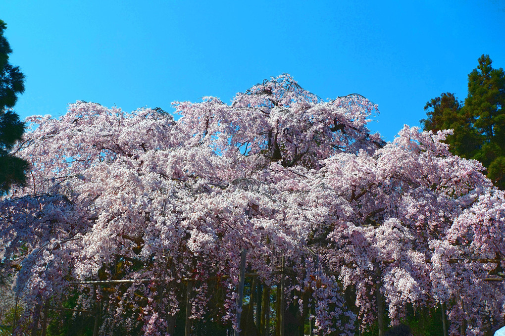 京都、　醍醐寺の、枝垂れ桜です、豪華ですわぁ～～