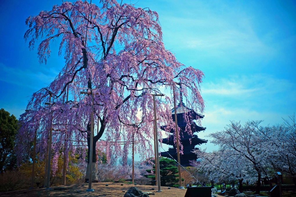 雅な桜と、　五重塔、　粋ですなぁ～～