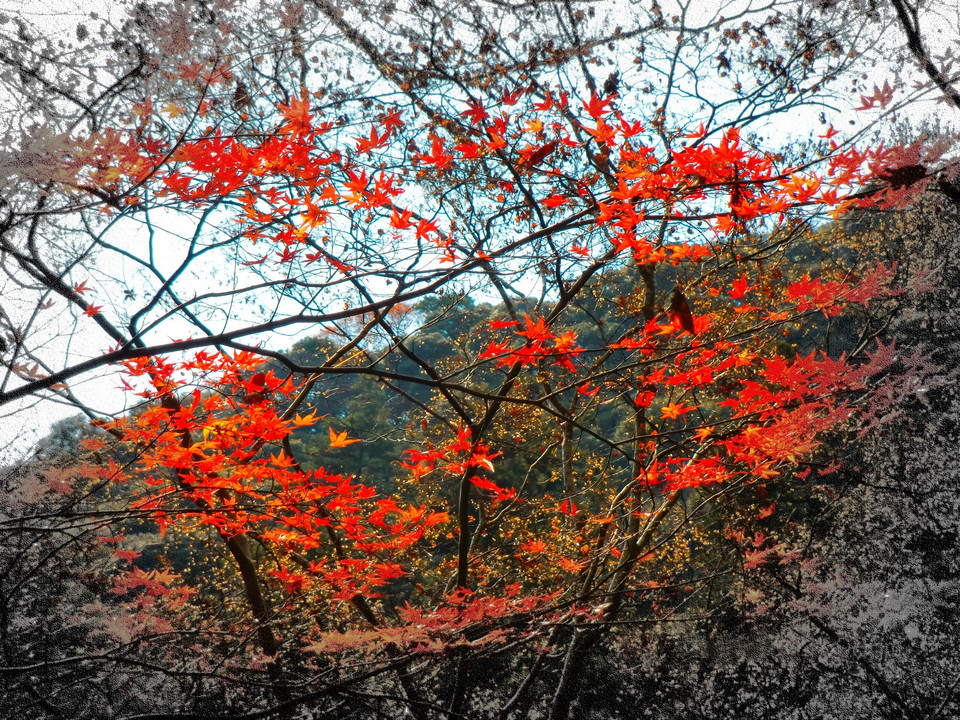 山の　秋色み～～つけたぁ～～